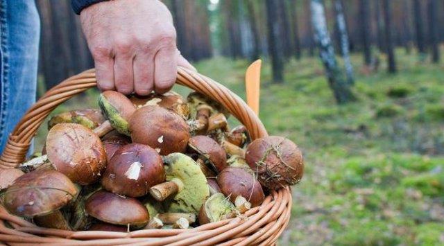 Жертви грибів: вже шестеро черкащан отруїлися дикорослими з початку року