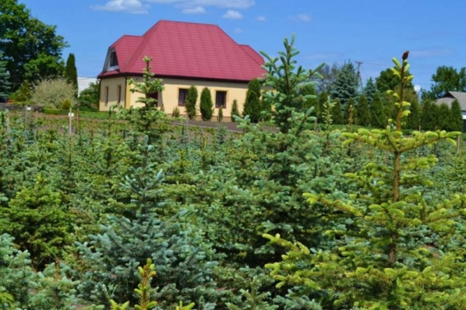 Смілянське лісництво визнали найкращим в Україні