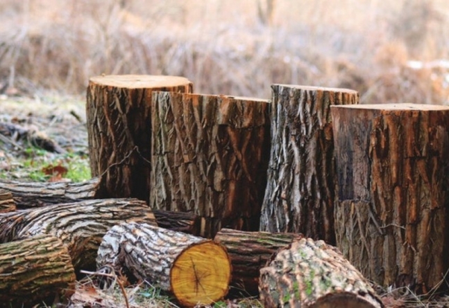 На Черкащині зафіксовано факт незаконної вирубки дерев