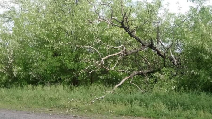 Рятувальники з Черкащини прибрали сухостійні дерева