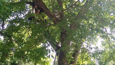 На Черкащині рятувальники знімали кота з дерева (фото)