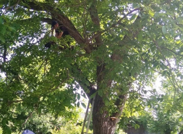 На Черкащині рятувальники знімали кота з дерева (фото)