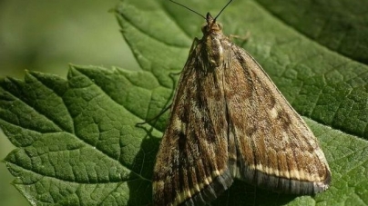 На Черкащині зафіксували появу небезпечного шкідливого метелика