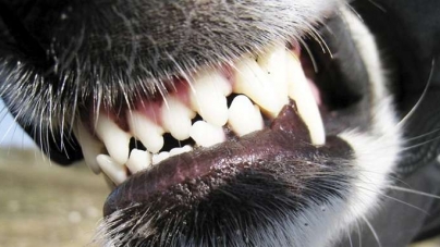 У Черкасах бійцівські пси напали на собаку та її господаря
