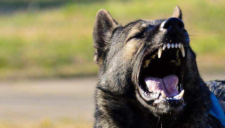 На Лисянщині собаки нападають на жінок