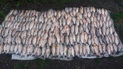 На Смілянщині браконьєри незаконно виловили понад 200 карасів