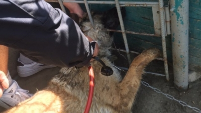 На Черкащині за добу рятувальники двічі рятували собак