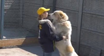 У Черкасах подружжя виховує собак-велетнів (відео)