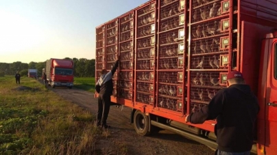 Румуни на Черкащині з невідомою метою випустили тисячі голубів (відео)