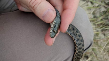 Вид змій, які лякали працівників Канівської ГЕС, ідентифікували науковці