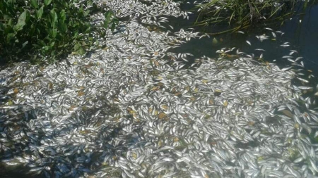 Під Каневом масово гине риба (фото)