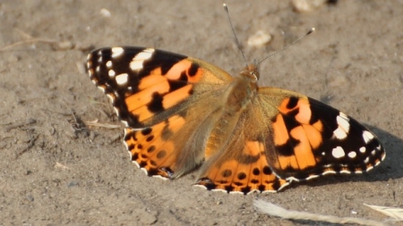 На Черкащині – нашестя рудих метеликів. Чи безпечно це, розповів еколог