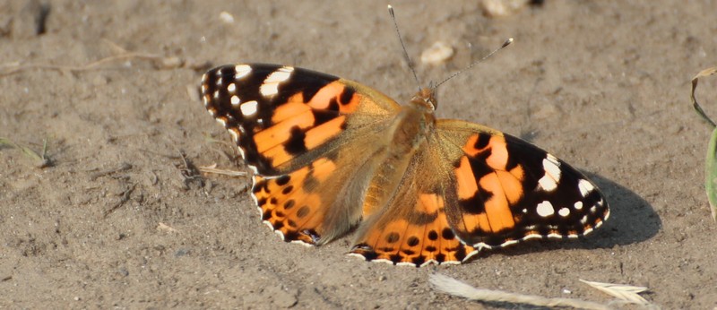 На Черкащині – нашестя рудих метеликів. Чи безпечно це, розповів еколог
