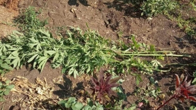 На Чигиринщині чоловік виростив понад пів тисячі рослин коноплі