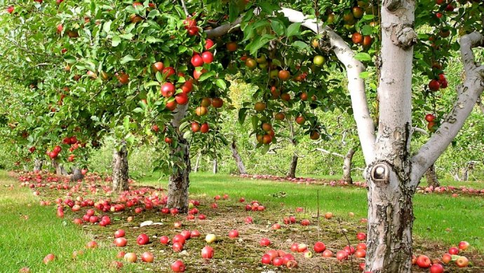 На Черкащині селяни протестують проти яблуневого саду
