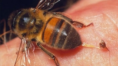 Черкащанина вбила бджола