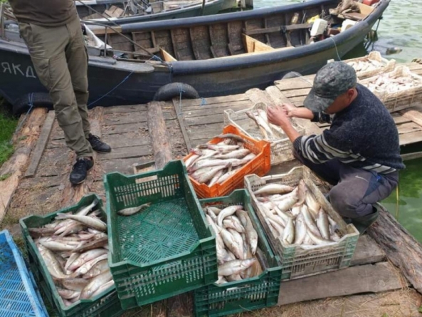 На півтора мільйона судака вилучили у порушників інспектори рибоохорони