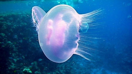 У Дніпрі в районі Черкас плавають медузи (відео)