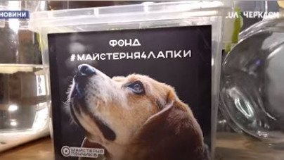 Безпритульним тваринам допомагають у черкаській кондитерській (відео)