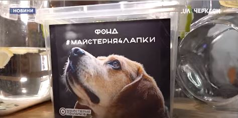 Безпритульним тваринам допомагають у черкаській кондитерській (відео)