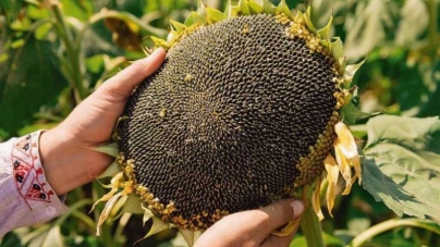Високий врожай соняшника прогнозується на Черкащині
