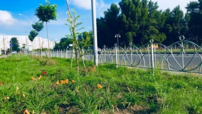 У Черкасах доопрацьовують полив газону на вул.Героїв Дніпра (фото)