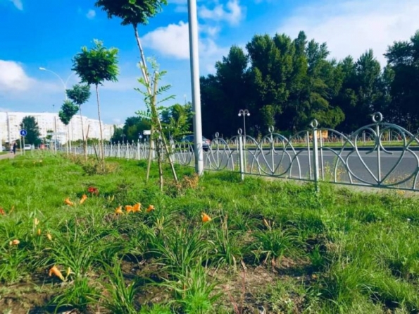 У Черкасах доопрацьовують полив газону на вул.Героїв Дніпра (фото)
