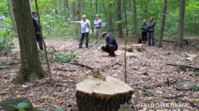 На Черкащині чоловік незаконно вирубав дерева дуба (фото)