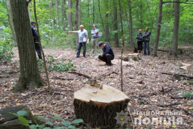 На Черкащині чоловік незаконно вирубав дерева дуба (фото)