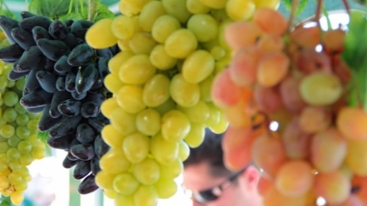 У Звенигородці проведуть свято винограду, меду та вина