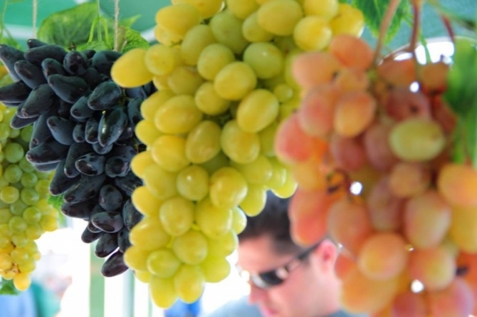 У Звенигородці проведуть свято винограду, меду та вина