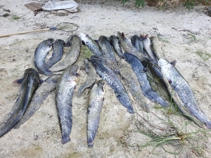 Півсотні правопорушень виявили рибінспектори у серпні на Черкащині