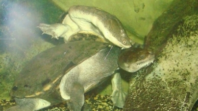 Парування черепах та кобреня-альбінос: у акватераріумі зоопарку підбили літні підсумки