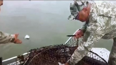 Півтони виловленої браконьєрами риби відпустили у Дніпро (відео)