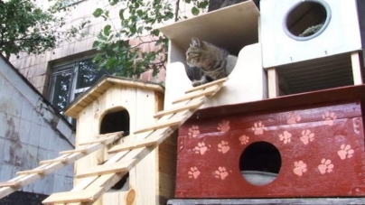 Будиночки для безпритульних котів виготовляють школярі на Черкащині (відео)