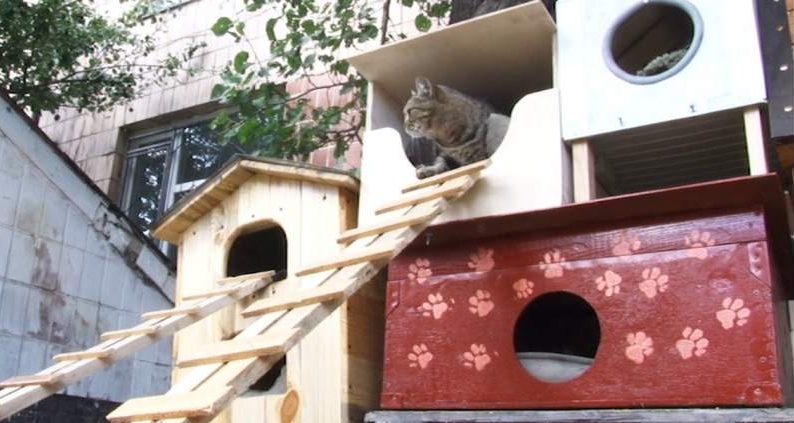 Будиночки для безпритульних котів виготовляють школярі на Черкащині (відео)
