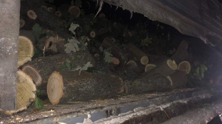 На Черкащині чоловіки незаконно вирубували дерева (фото, відео)