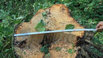 На Черкащині незаконно вирубували ліс (фото)