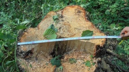 На Черкащині незаконно вирубували ліс (фото)