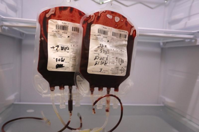 У Золотоноші вперше зробили переливання крові собаці