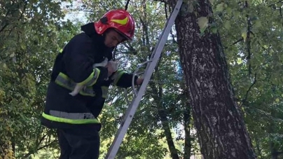 На Черкащині із високого дерева рятували кішку (фото)