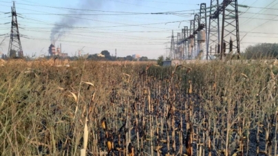 У Черкасах горіло поле з кукурудзою (фото)