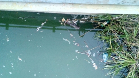 На Черкащині поблизу Стеблівської ГЕС виявлені випадки загибелі риби