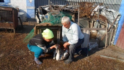 Пораненого на Катеринопільщині лебедя лікують в Умані