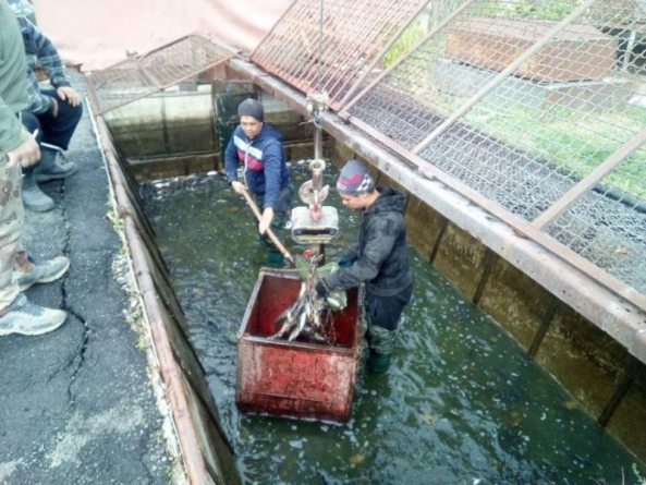 У Звенигородське водосховище вселено майже 4 тонни риби, – Черкаський рибоохоронний патруль