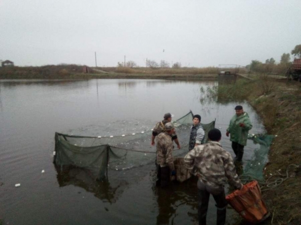 У Кременчуцьке водосховище вселено 200 тис. екз. риб