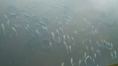 200 тис.екземплярів риб випустять у Кременчуцьке водосховище