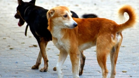 Безкоштовну стерилізацію собак проведуть на Канівщині