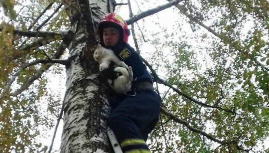 У Черкасах рятували котика, що застряг на дереві