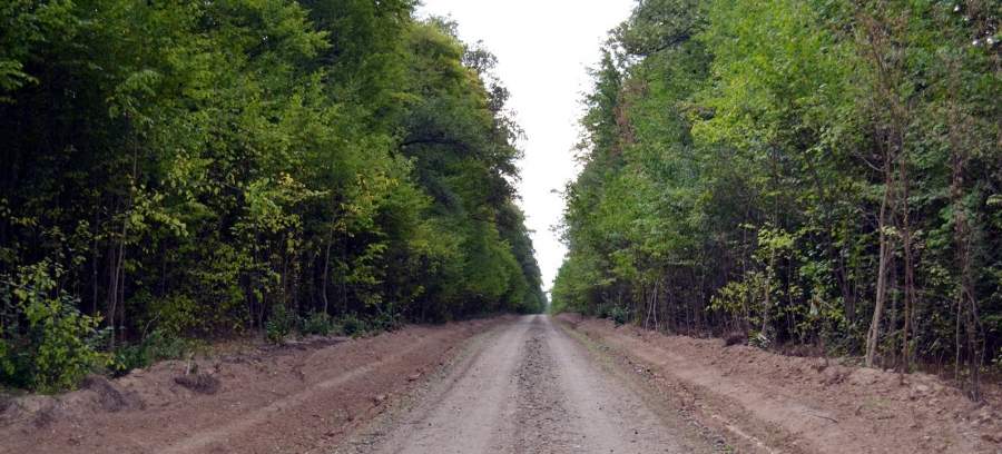 Лісові дороги облаштовують у Кам’янському лісгоспі